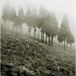 DARJEELING 2008