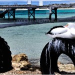 KANGAROO ISLAND SOUTH AUSTRALIA 2008