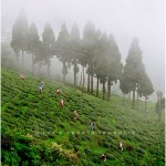 DARJEELING INDIA 2008