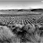 ORO DEL DESIERTO, ALMERIA DESERT 2010