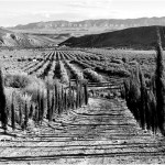 ALMERIA DESERT 2010