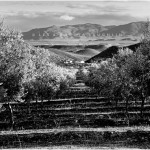 ALMERIA DESERT 2010