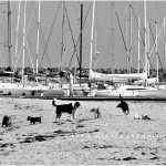 LD-Laughlin-Photography-City-of-Dogs-2-03