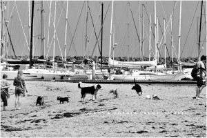 LD-Laughlin-Photography-City-of-Dogs-2-03