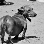 LD-Laughlin-Photography-City-of-Dogs-2-04