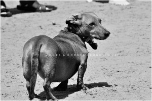 LD-Laughlin-Photography-City-of-Dogs-2-04